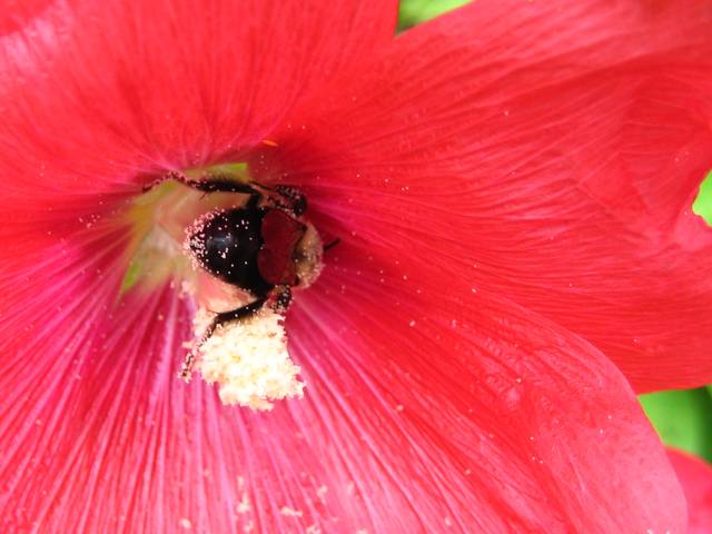 Hollyhock and Bee